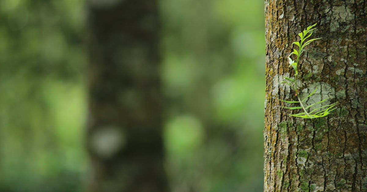 A vibrant green fern grows on a tree trunk, capturing a serene forest atmosphere.
